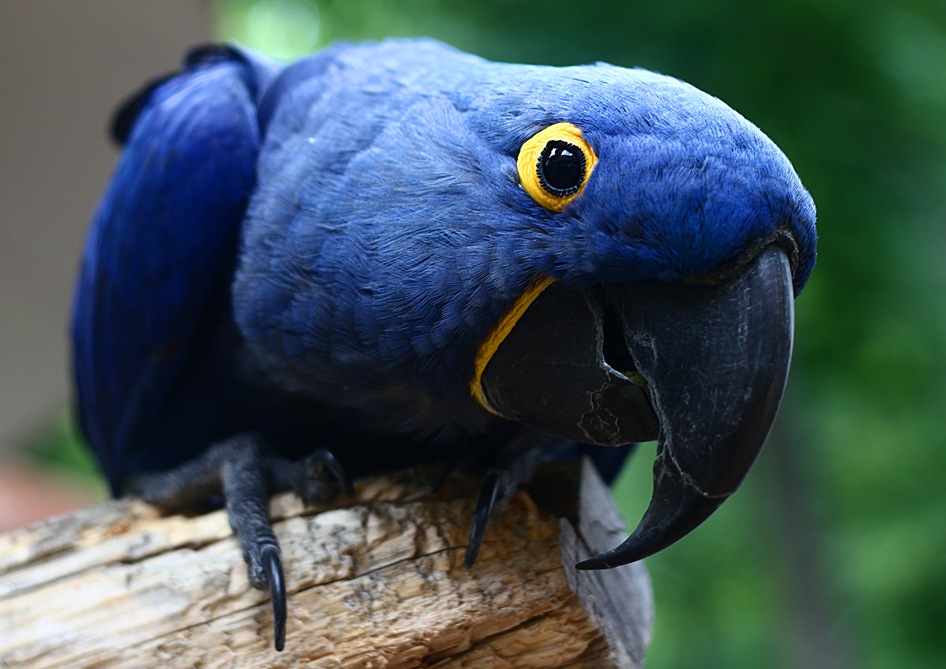 blue_bird