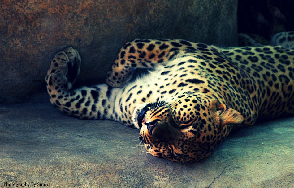 naples_zoo_jaguar