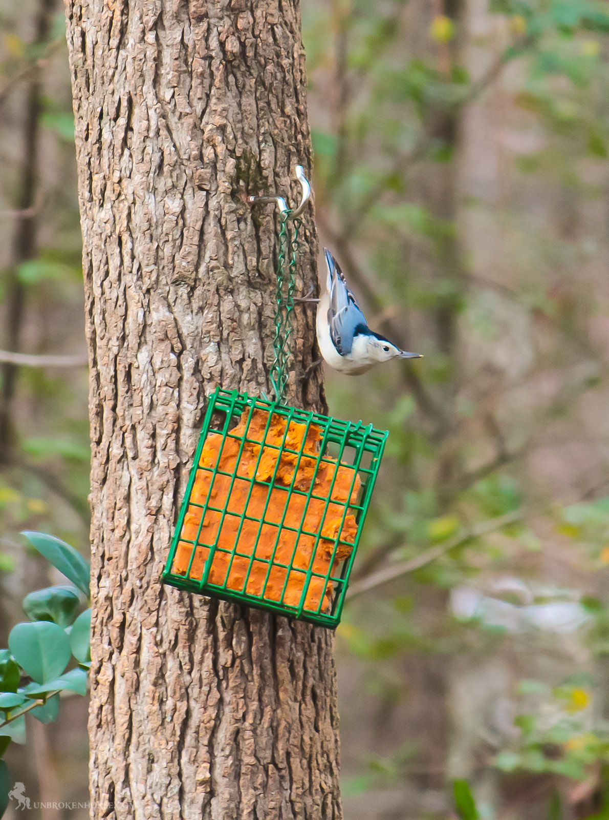 A common feeder bird with clean black, gray, and white markings, White-breasted Nuthatches are active, agile little birds with an appetite for insects and large, meaty seeds. They get their common name from their habit of jamming large nuts and acorns into tree bark, then whacking them with their sharp bill to â€œhatchâ€ out the seed from the inside. White-breasted Nuthatches may be small but their voices are loud, and often their insistent nasal yammering will lead you right to them.