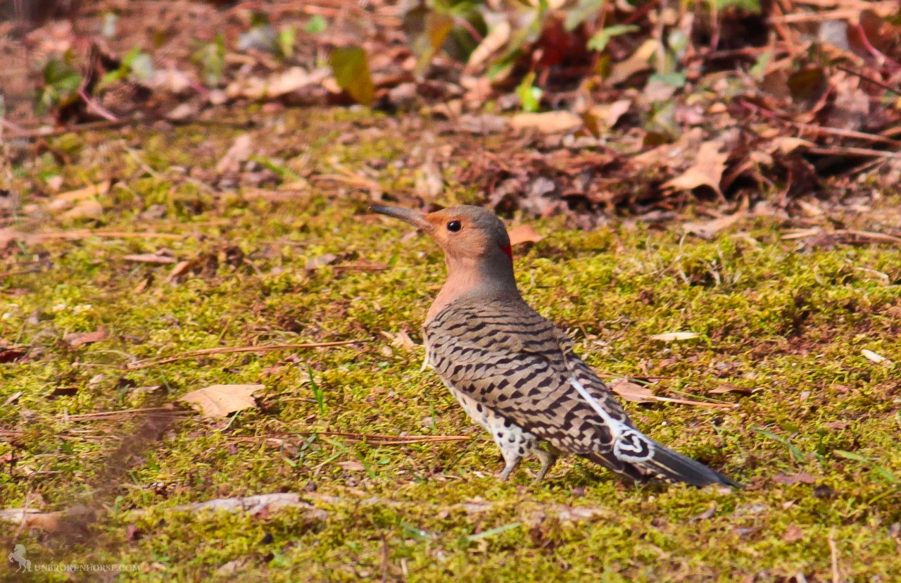 Northern Flickers are large, brown woodpeckers with a gentle expression and handsome black-scalloped plumage. On walks, don\'t be surprised if you scare one up from the ground. It\'s not where you\'d expect to find a woodpecker, but flickers eat mainly ants and beetles, digging for them with their unusual, slightly curved bill. When they fly you\'ll see a flash of color in the wings â€“ yellow if you\'re in the East, red if you\'re in the West â€“ and a bright white flash on the rump.