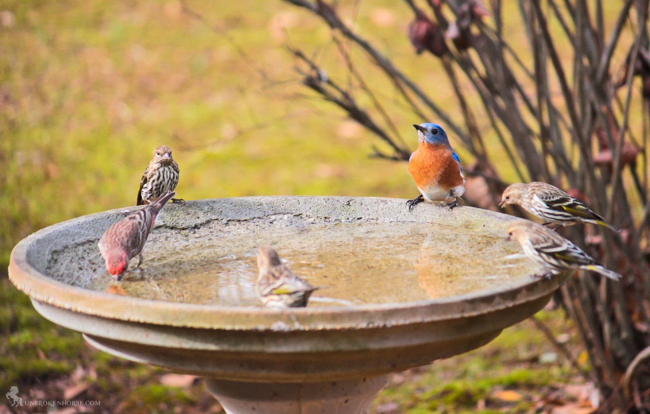 A few birds are enjoying the birdbath.