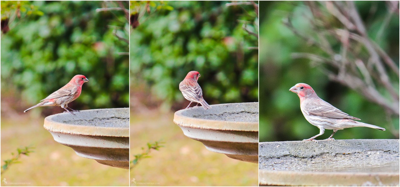 The House Finch is a recent introduction from western into eastern North America (and Hawaii), but it has received a warmer reception than other arrivals like the European Starling and House Sparrow. That\'s partly due to the cheerful red head and breast of males, and to the bird\'s long, twittering song, which can now be heard in most of the neighborhoods of the continent. If you haven\'t seen one recently, chances are you can find one at the next bird feeder you come across.