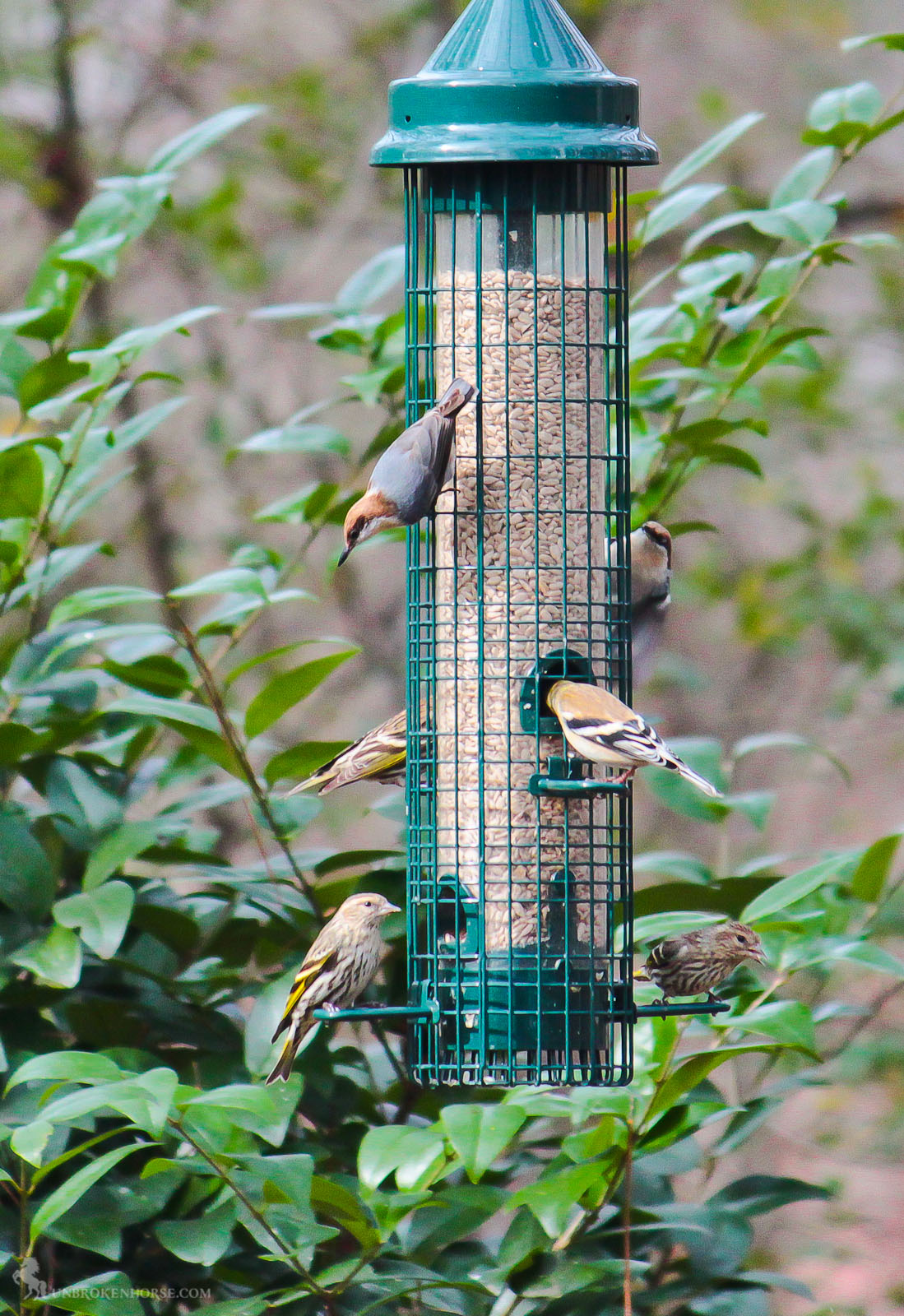 I mix of birds are enjoying the feeder.