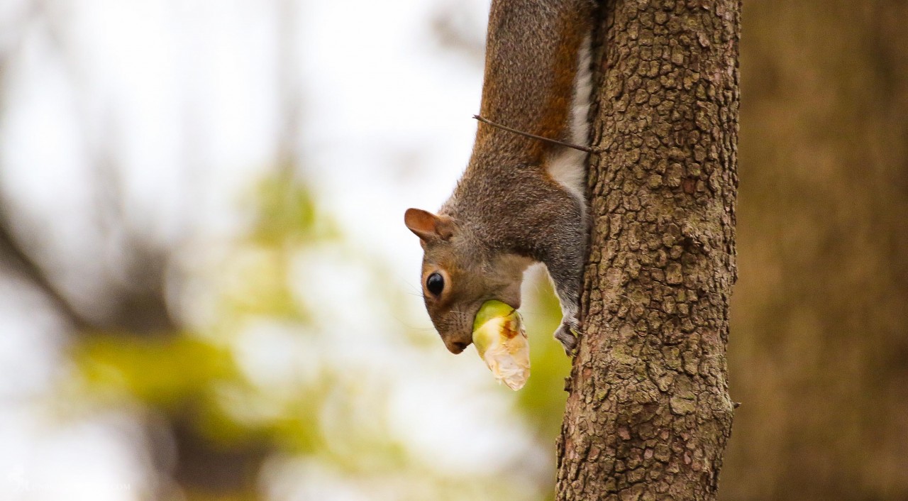 Squirrels always seem to have a mouthful.