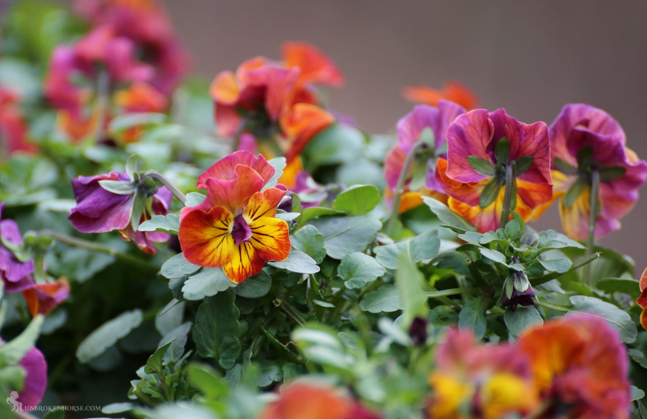 Lovely firey colors for the simple pansy.