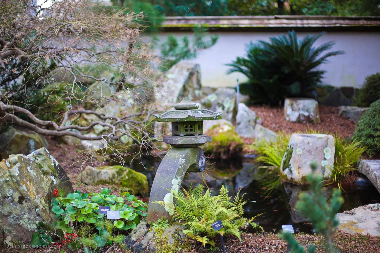 Even in winter, the japanese garden is a self contained little isle of garden magic.