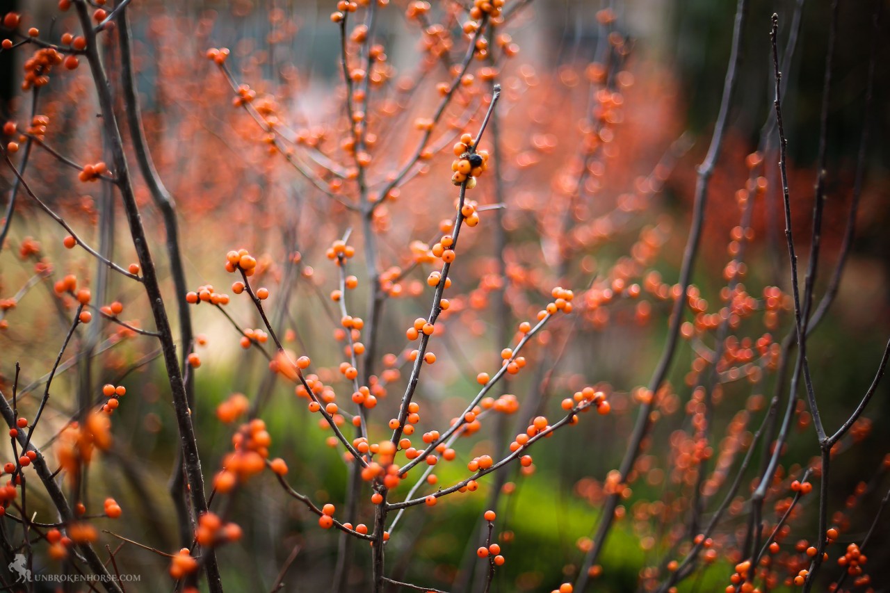 The plants are dotted with the berries of fall past.