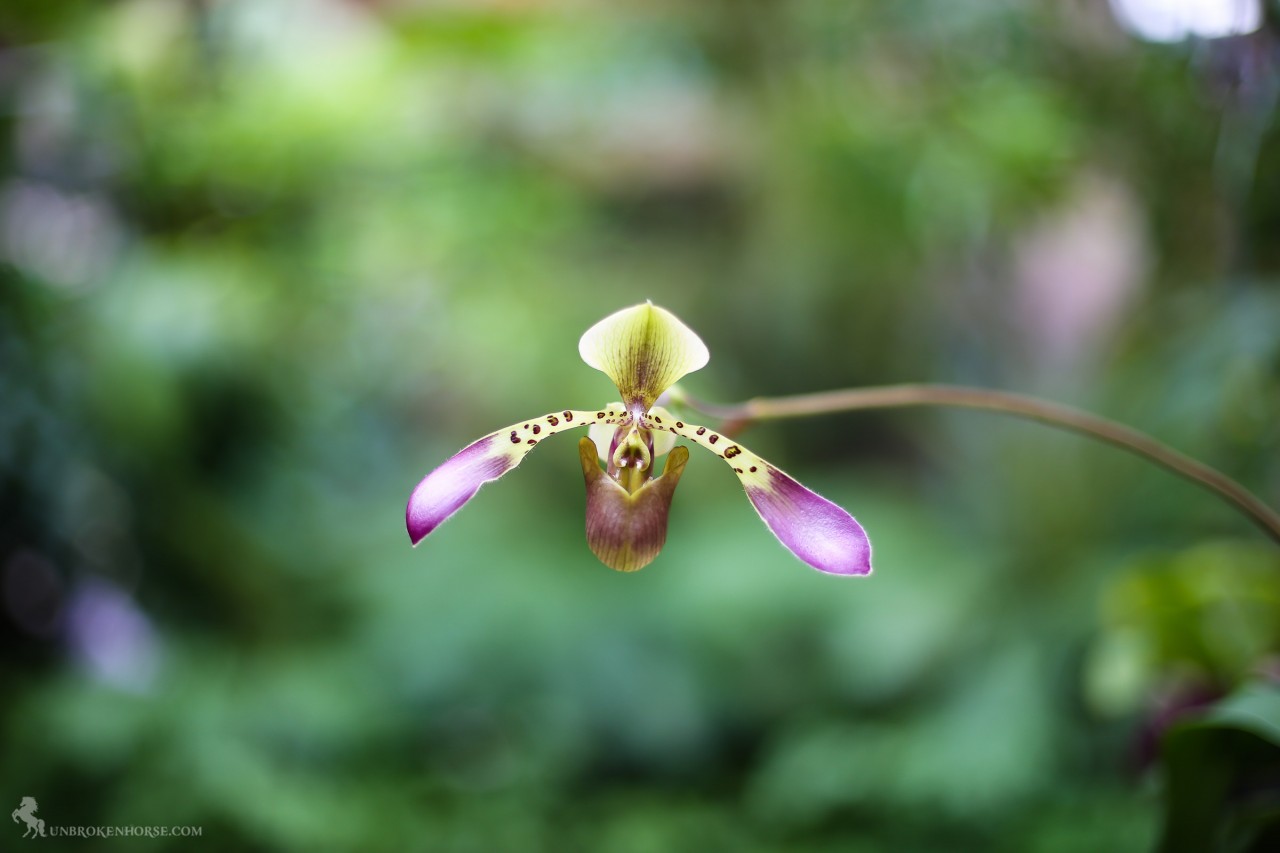 A flying orchid! :)