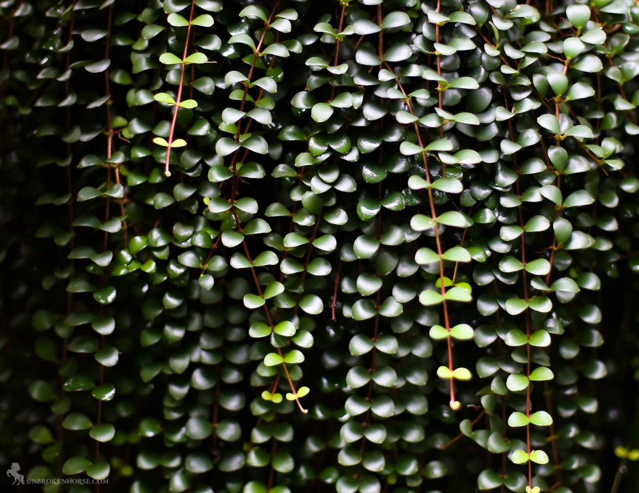 Beautiful strands of hanging leaves like dark jade.