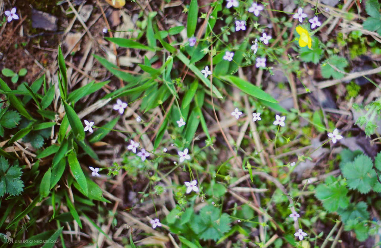 My favorite little spring flowers. They're tiny and barely noticeable when you're not looking for them.