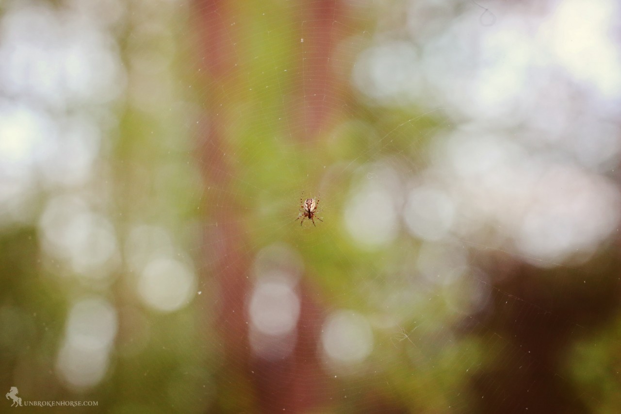 We watched this little spider keep his web clean from falling flower debris. 