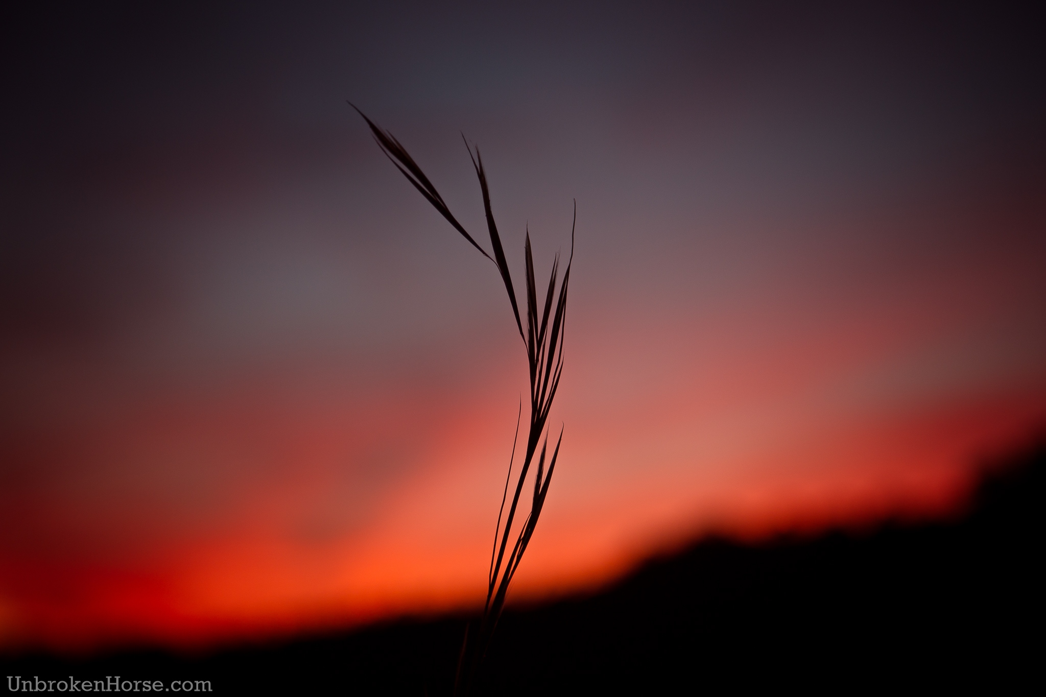 Sunset Reed