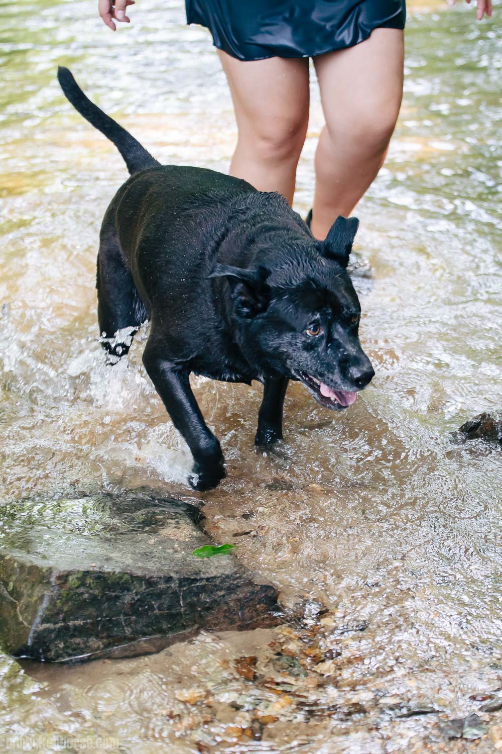 Bubzcation Unbroken Horse